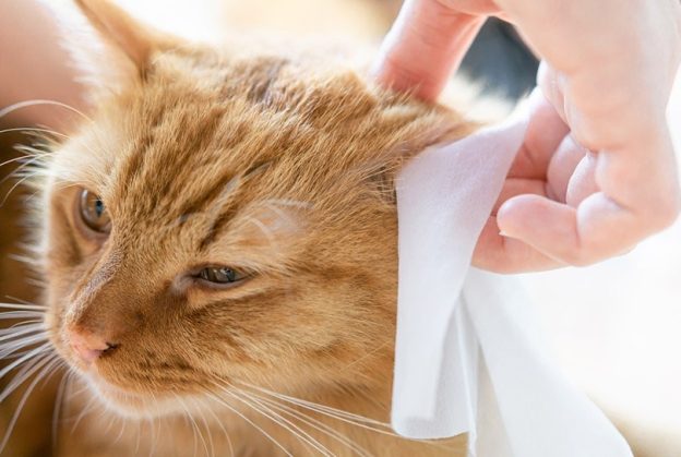 Keep Your Pet Clean And Happy With Easy-To-Use Pet Wipes