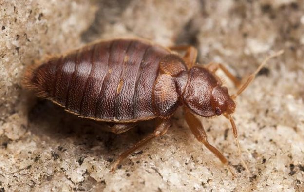Bed Bug Attorney Guide: Your Legal Rights Against Infestations