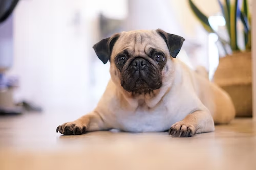 Discover The Best Puppy Breeds For Your Family